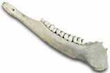 Pleistocene Fossil Deer (Odocoileus) Jaw - Florida #265342-1